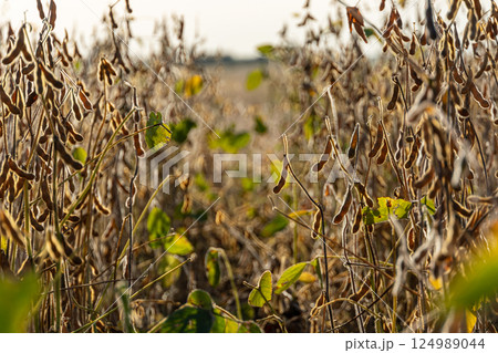 Rows of mature soybean plants stand tall in a field, their pods filled and ready for harvest in golden sunlight during the late afternoon 124989044