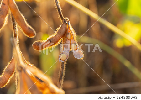 Close-up of mature soybean pods hanging from a plant, illuminated by warm sunlight, indicating a productive harvest season Close-up of mature soybean pods hanging from a plant, illuminated by warm sunlight, indicating a productive harvest season 124989049