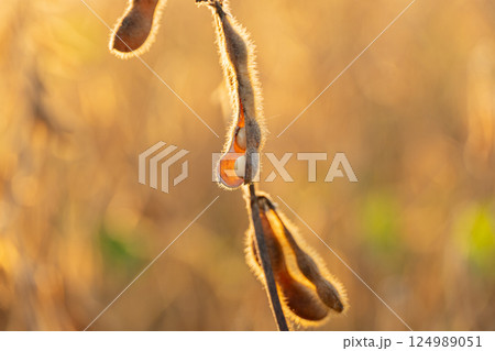 Sunlight bathes soybean pods on a plant, showcasing their fuzzy texture and ripe seeds against a warm, golden background during harvest Sunlight bathes soybean pods on a plant, showcasing their fuzzy texture and ripe seeds against a warm, golden background during harvest 124989051