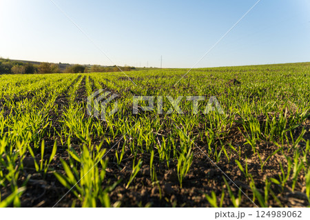 Lush green grass emerges from the soil in a wide agricultural field under a clear blue sky, indicating spring's arrival Lush green grass emerges from the soil in a wide agricultural field under a clear blue sky, indicating spring's arrival 124989062
