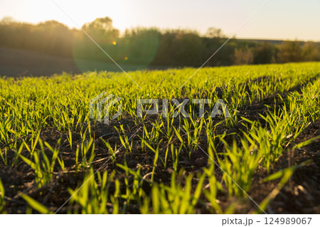 Fresh green shoots sprout in a peaceful field during sunset, showcasing the vitality of nature and the promise of a rich harvest ahead 124989067