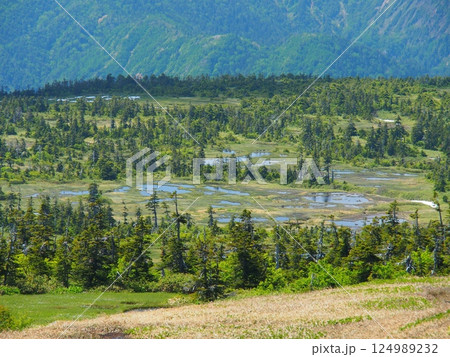 夏の苗場山山頂の湿原 夏の苗場山山頂の湿原 124989232