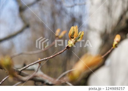 Horse chestnut buds opening on tree branch in early spring. Macro photography with natural background. Springtime holidays. Design for postcard, greeting card, wallpaper, banner. Macro shot Horse chestnut buds opening on tree branch in early spring. Macro photography with natural background. Springtime holidays. Design for postcard, greeting card, wallpaper, banner. Macro shot 124989257