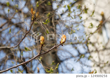 Horse chestnut buds opening on tree branch in early spring. Macro photography with natural background. Springtime holidays. Design for postcard, greeting card, wallpaper, banner. Macro shot 124989258