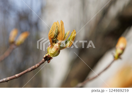 Horse chestnut buds opening on tree branch in early spring. Macro photography with natural background. Springtime holidays. Design for postcard, greeting card, wallpaper, banner. Macro shot Horse chestnut buds opening on tree branch in early spring. Macro photography with natural background. Springtime holidays. Design for postcard, greeting card, wallpaper, banner. Macro shot 124989259