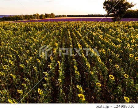 Field of sunflowers and lavender, Provence France. Aerial view Field of sunflowers and lavender, Provence France. Aerial view 124989310