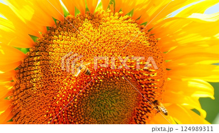 Blooming sunflower with honey bee 124989311