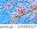 青空の下で咲き誇る桜（千葉県館山市） 124989327