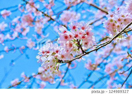 青空の下で咲き誇る桜(千葉県館山市) 青空の下で咲き誇る桜(千葉県館山市) 124989327