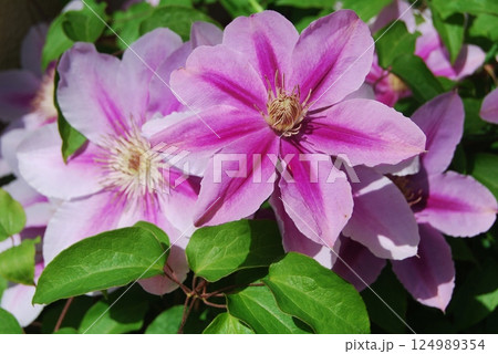 クレマチスの花 124989354