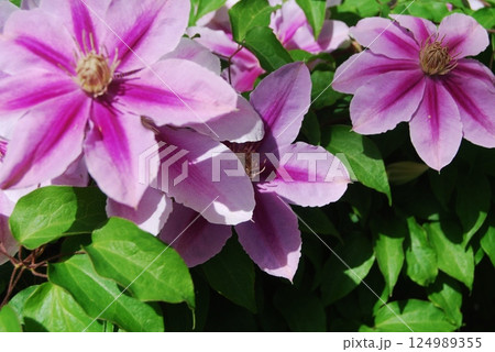 クレマチスの花 クレマチスの花 124989355
