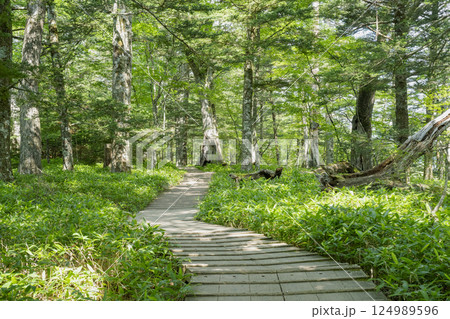 奥日光戦場ヶ原の自然研究路の木道と原生林(青木橋-泉門池) 奥日光戦場ヶ原の自然研究路の木道と原生林(青木橋-泉門池) 124989596