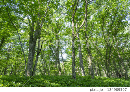 奥日光戦場ヶ原の自然研究路の森(赤沼-赤沼分岐) 124989597