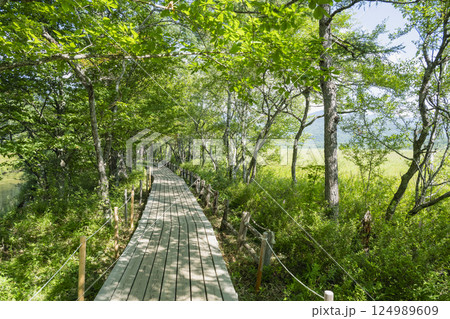 奥日光戦場ヶ原の自然研究路の木道(赤沼分岐-青木橋) 124989609