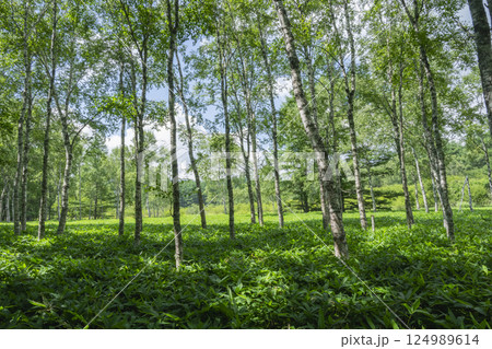 奥日光戦場ヶ原の自然研究路の小田代ヶ原への森 124989614