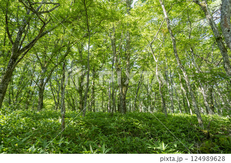 奥日光戦場ヶ原の自然研究路の森(赤沼-赤沼分岐) 奥日光戦場ヶ原の自然研究路の森(赤沼-赤沼分岐) 124989628