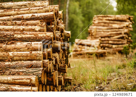 Pile of wood wooden logs in forest 124989671