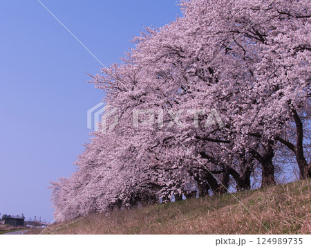 新発田市加治川の桜 新発田市加治川の桜 124989735