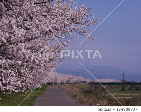 新発田市加治川の桜 124989737