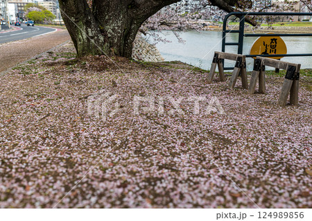 公園に散った桜の花びら 124989856