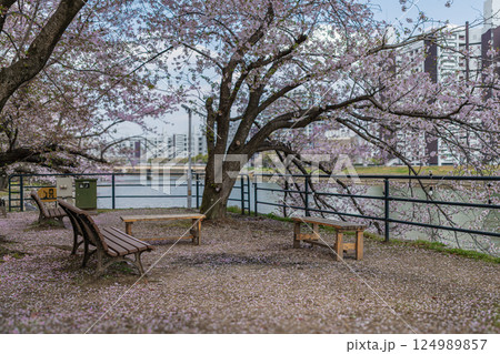 満開の桜の下にあるベンチを花びらでピンクの絨毯を敷いたようになった公園 満開の桜の下にあるベンチを花びらでピンクの絨毯を敷いたようになった公園 124989857