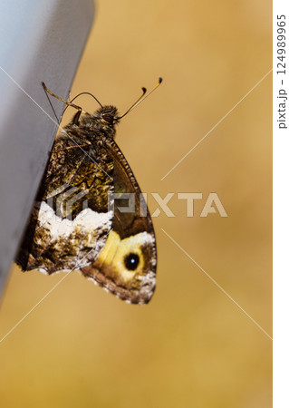 Brown butterfly. Nature in Mont Ventoux, France Brown butterfly. Nature in Mont Ventoux, France 124989965