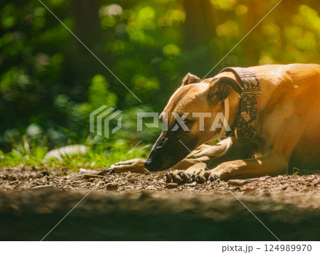 Dog greyhound is resting outdoors. Spanish galgo. 124989970