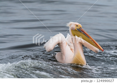 Pelican in Walvis Bay Pelican in Walvis Bay 124990027