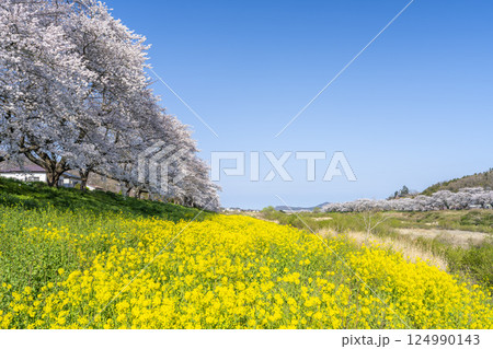 青空と白石川堤一目千本桜 さくら並木　宮城県大河原町 124990143