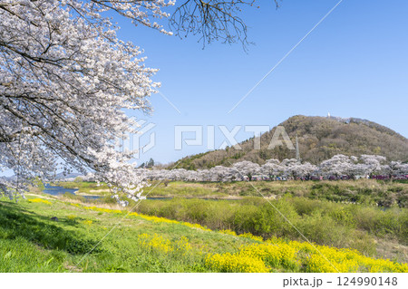 青空と白石川堤一目千本桜 さくら並木　宮城県大河原町 124990148