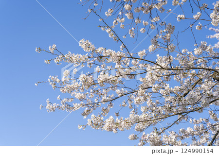 青空と白石川堤一目千本桜 さくら並木　宮城県大河原町 124990154