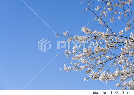 青空と白石川堤一目千本桜 さくら並木　宮城県大河原町 124990155
