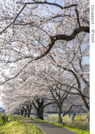 青空と白石川堤一目千本桜 さくら並木 宮城県大河原町 青空と白石川堤一目千本桜 さくら並木 宮城県大河原町 124990161