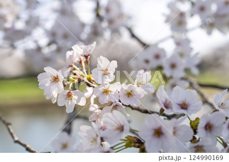 青空と白石川堤一目千本桜 さくら並木　宮城県大河原町 124990169