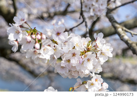 青空と白石川堤一目千本桜 さくら並木 宮城県大河原町 青空と白石川堤一目千本桜 さくら並木 宮城県大河原町 124990173