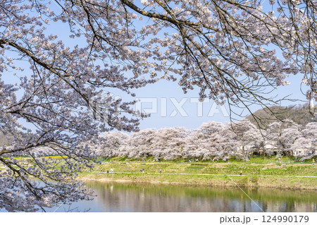 青空と白石川堤一目千本桜 さくら並木　宮城県大河原町 124990179