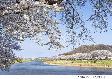 青空と白石川堤一目千本桜 さくら並木　宮城県大河原町 124990192