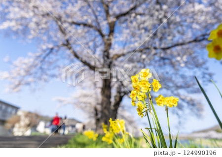青空と白石川堤一目千本桜 さくら並木 宮城県大河原町 青空と白石川堤一目千本桜 さくら並木 宮城県大河原町 124990196