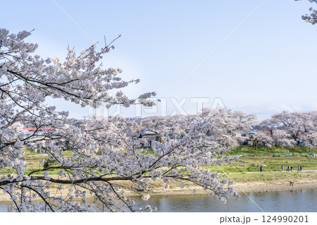 青空と白石川堤一目千本桜 さくら並木 宮城県大河原町 青空と白石川堤一目千本桜 さくら並木 宮城県大河原町 124990201