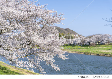 青空と白石川堤一目千本桜 さくら並木 宮城県大河原町 青空と白石川堤一目千本桜 さくら並木 宮城県大河原町 124990208