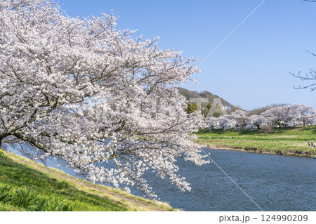 青空と白石川堤一目千本桜 さくら並木 宮城県大河原町 青空と白石川堤一目千本桜 さくら並木 宮城県大河原町 124990209
