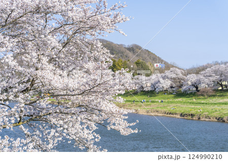 青空と白石川堤一目千本桜 さくら並木 宮城県大河原町 青空と白石川堤一目千本桜 さくら並木 宮城県大河原町 124990210