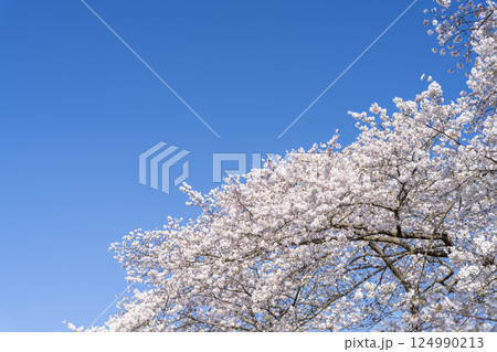 青空と白石川堤一目千本桜 さくら並木 宮城県大河原町 青空と白石川堤一目千本桜 さくら並木 宮城県大河原町 124990213