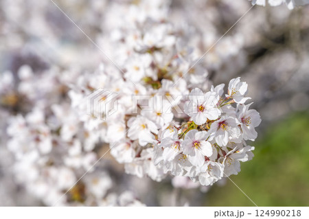 青空と白石川堤一目千本桜 さくら並木 宮城県大河原町 青空と白石川堤一目千本桜 さくら並木 宮城県大河原町 124990218