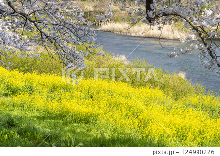 青空と白石川堤一目千本桜 さくら並木　宮城県大河原町 124990226