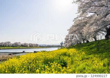 青空と白石川堤一目千本桜 さくら並木　宮城県大河原町 124990227