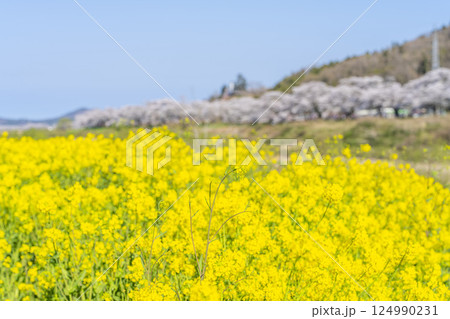 青空と白石川堤一目千本桜 さくら並木　宮城県大河原町 124990231