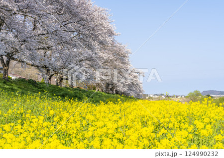 青空と白石川堤一目千本桜 さくら並木　宮城県大河原町 124990232