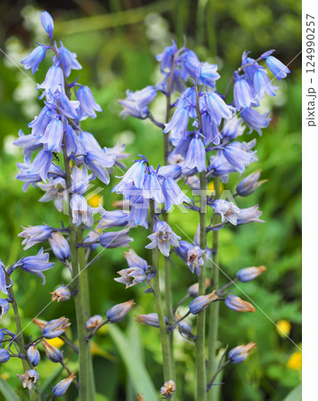 シラー・カンパニュラータ ツリガネズイセン シラー・カンパニュラータ ツリガネズイセン 124990257