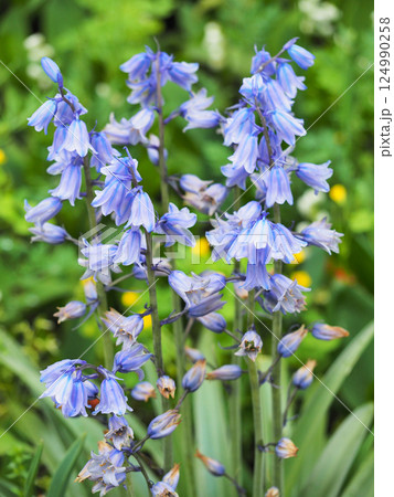 シラー・カンパニュラータ ツリガネズイセン シラー・カンパニュラータ ツリガネズイセン 124990258